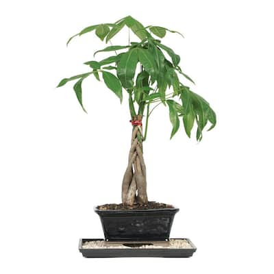 Money Tree Bonsai