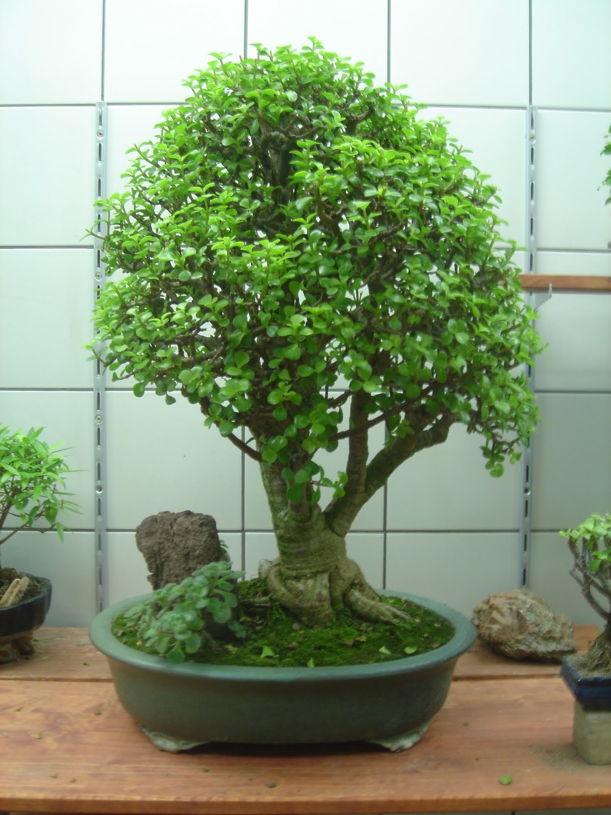 Money Tree Bonsai