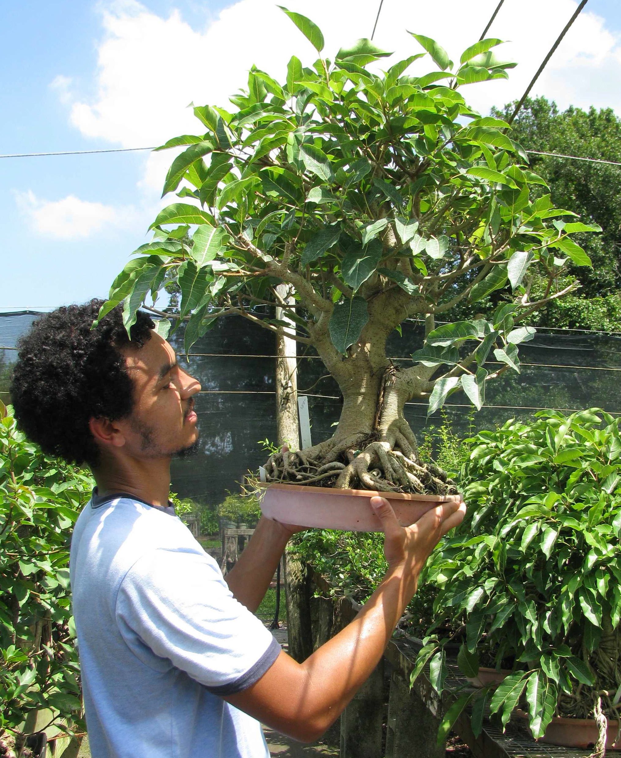 Money Tree Bonsai