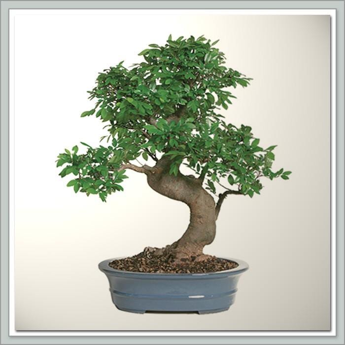 Money Tree Bonsai Pruning