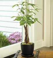 Money Tree Bonsai Pruning