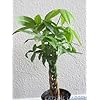 Money Tree Bonsai Wiki