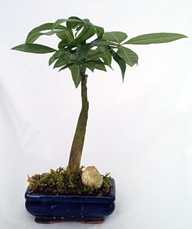 Money Tree Bonsai Wiki