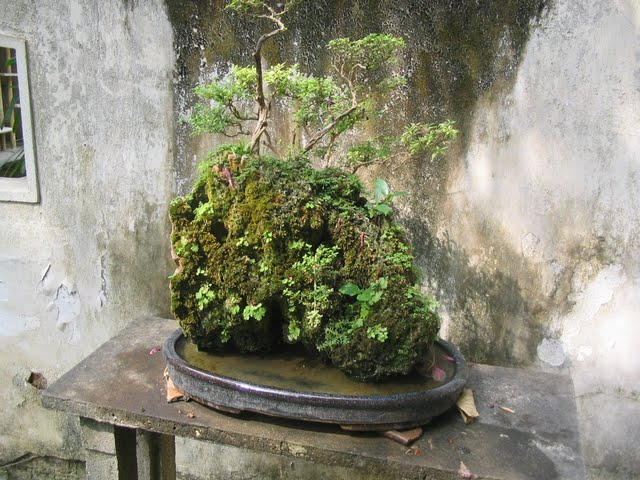 Money Tree Bonsai Wiki