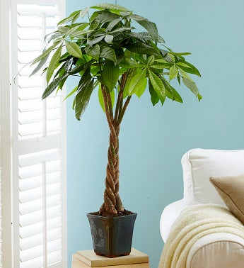 Money Tree Plant