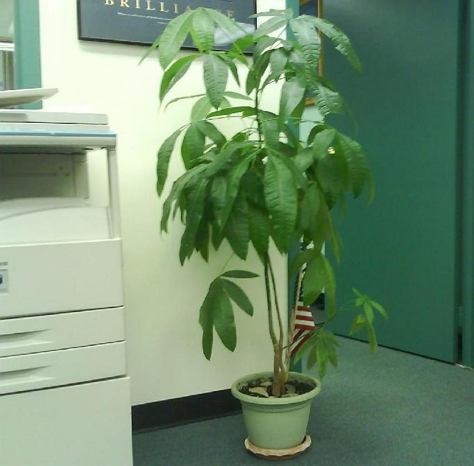 Money Tree Plant