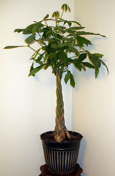 Money Tree Plant