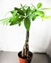 Money Tree Plant Dying