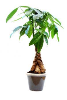 Money Tree Plant Feng Shui