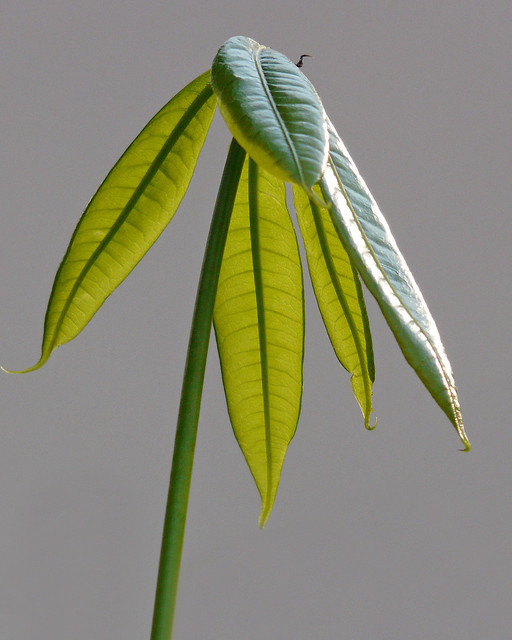 Money Tree Plant Feng Shui