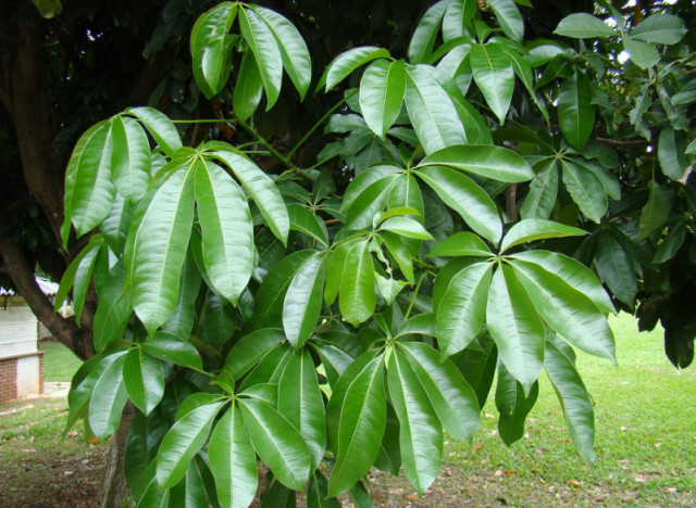 Money Tree Plant Feng Shui