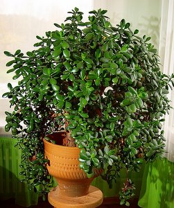 Money Tree Plant Feng Shui