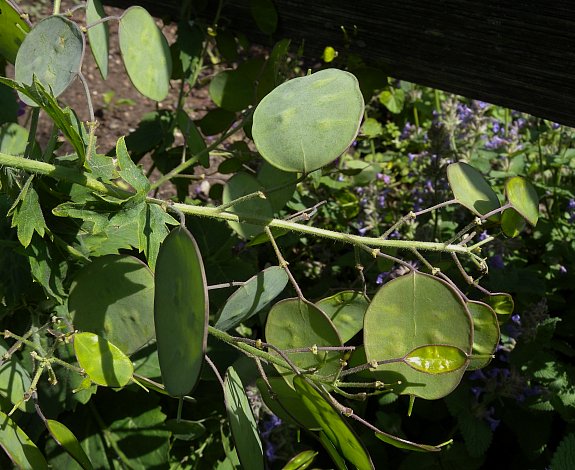 Money Tree Plant In Bloom