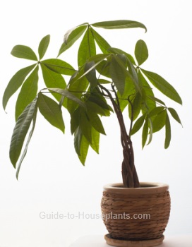 Money Tree Plant In Bloom