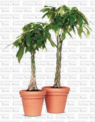 Money Tree Plant Pictures