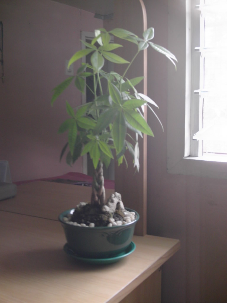 Money Tree Plant Pictures