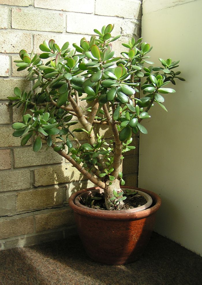 Money Tree Plant With Flowers