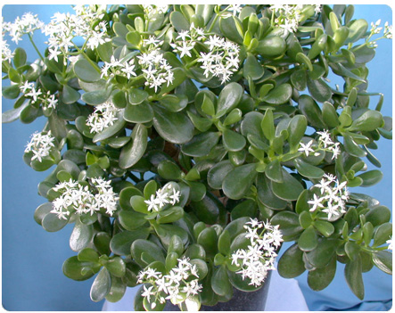 Money Tree Plant With Flowers