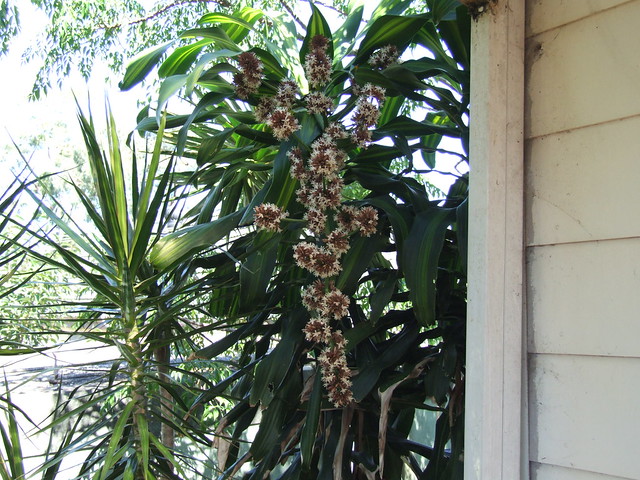 Money Tree Plant With Flowers