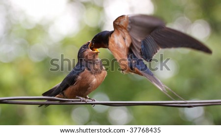 Mother Birds Feeding Baby Birds