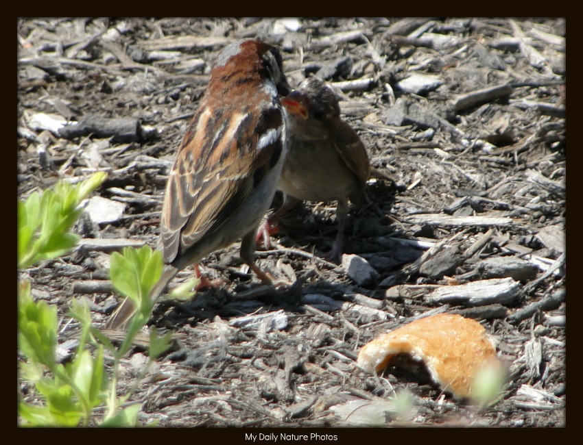 Mother Birds Feeding Baby Birds