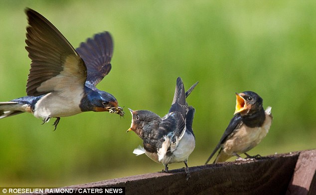 Mother Birds Feeding Baby Birds