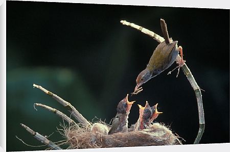 Mother Birds Feeding Baby Birds