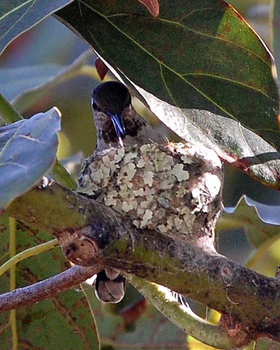 Mother Birds Feeding Baby Birds