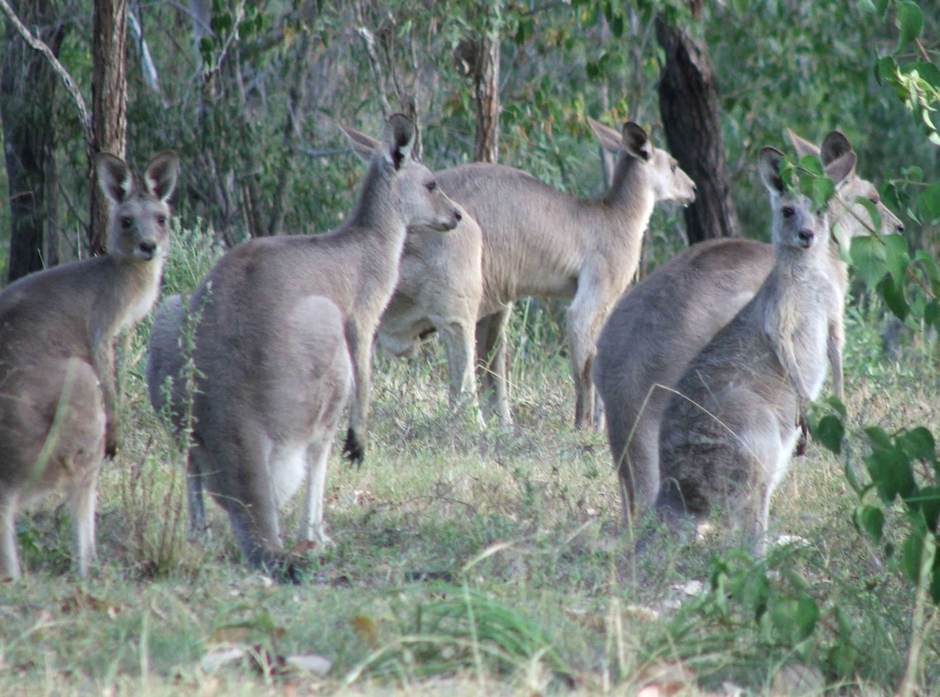 Native Australian Animals List