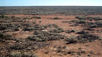 Nullarbor Nymph Film