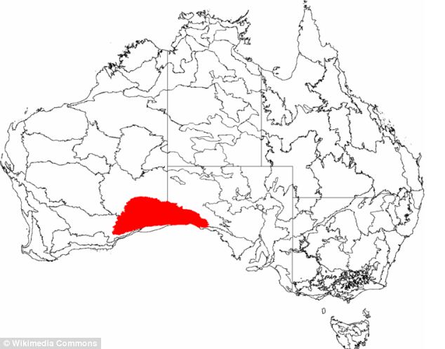 Nullarbor Plain Cave Diving Accident