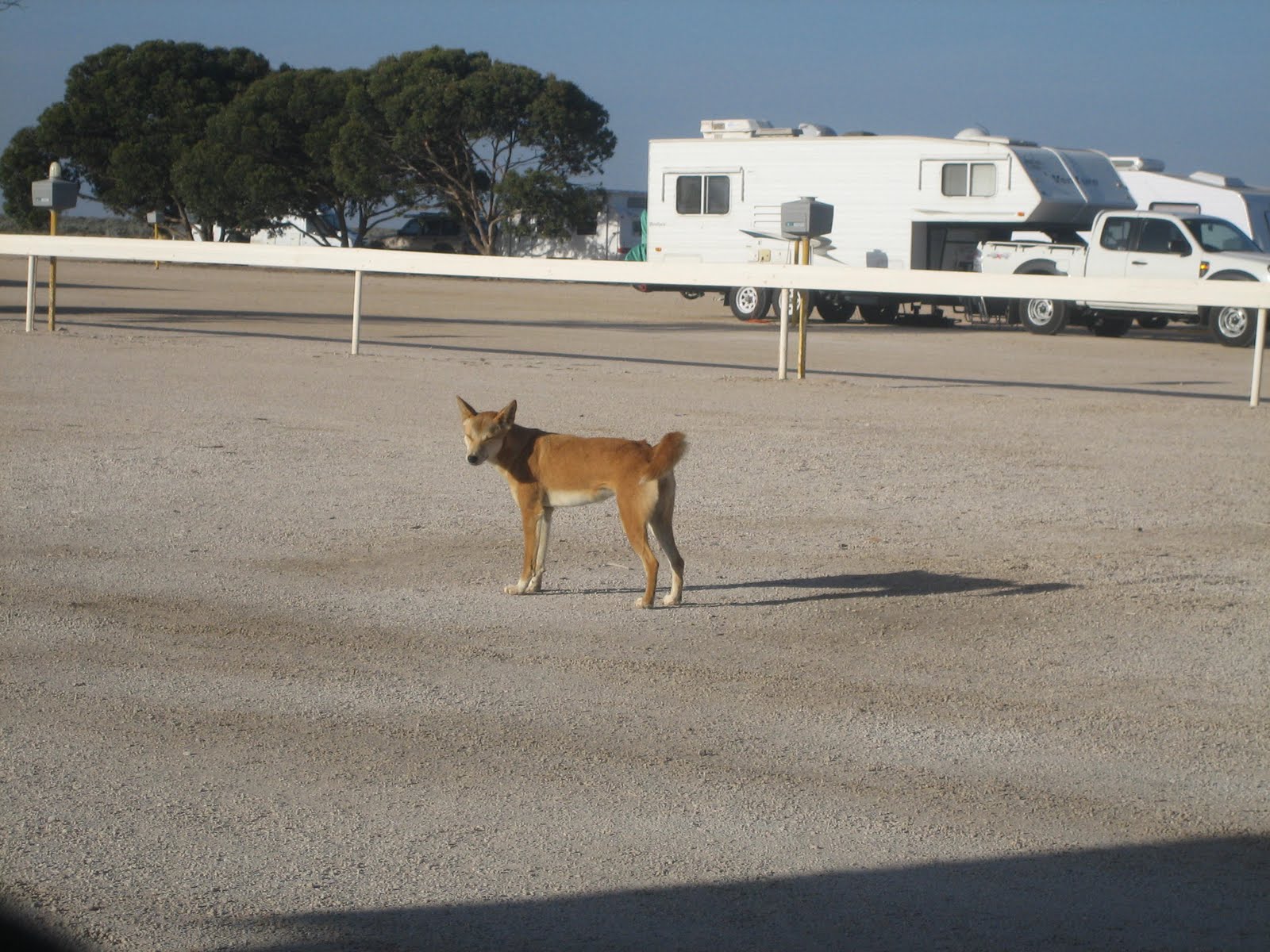 Nullarbor Roadhouse Phone Number