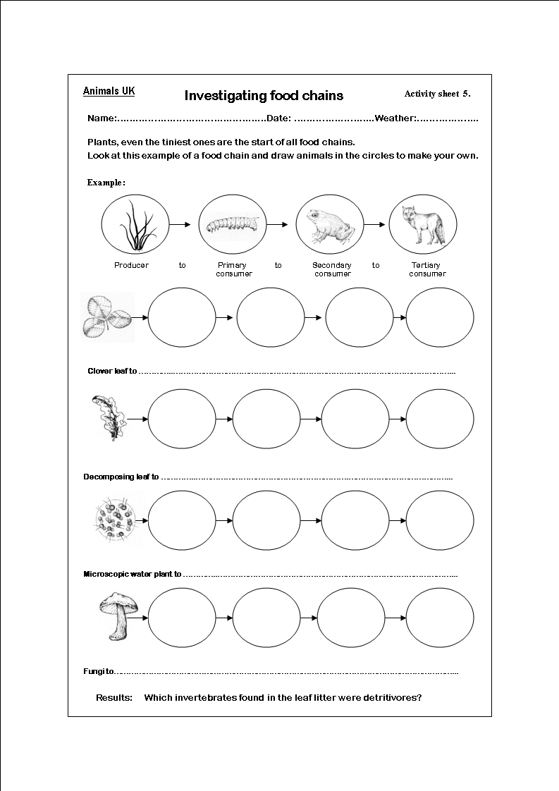 Ocean Food Chain Worksheet