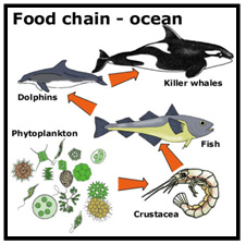 Ocean Food Chain Worksheet