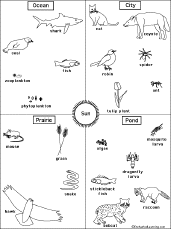 Ocean Food Chain Worksheet