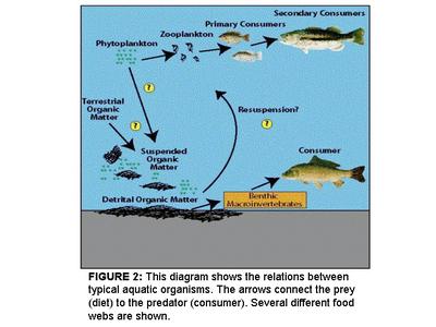 Ocean Food Chains For Kids