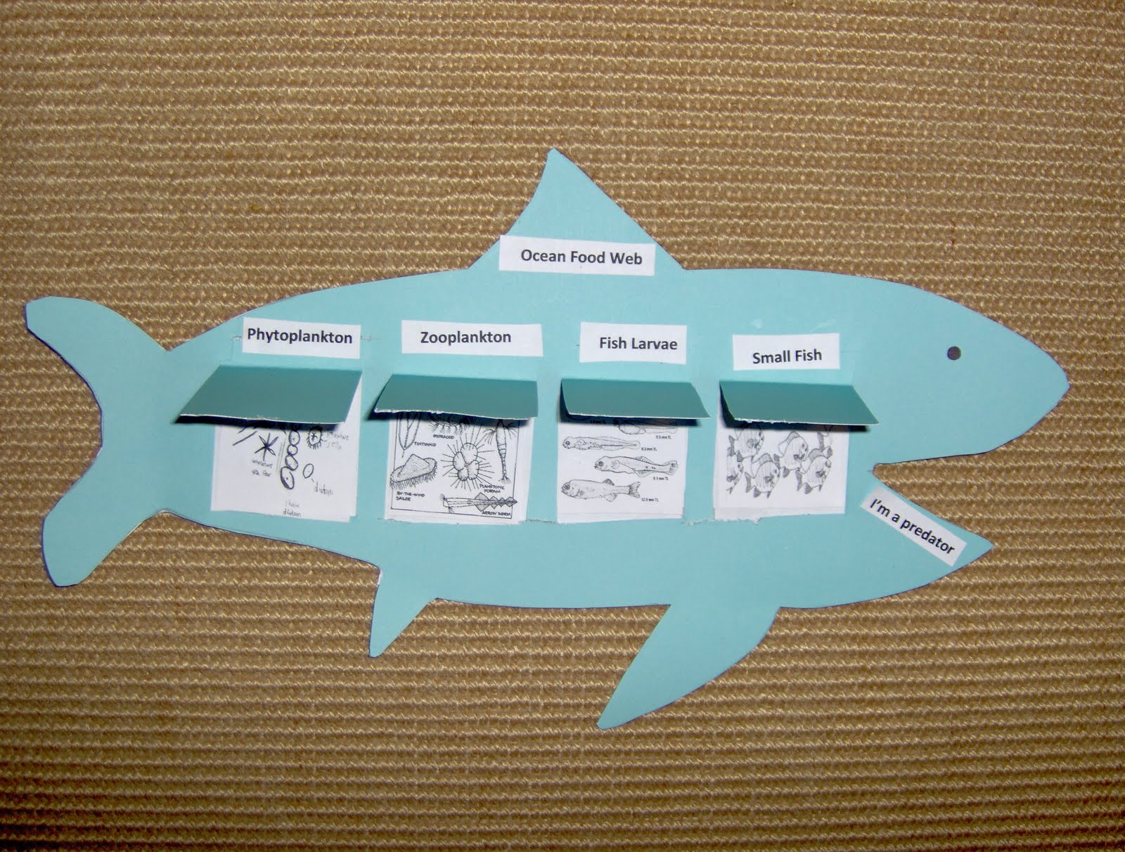 Ocean Food Chains For Kids