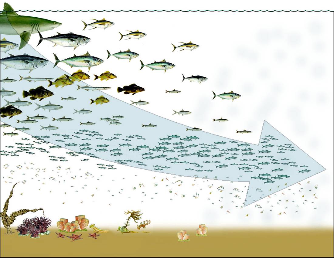 Ocean Food Chains For Kids