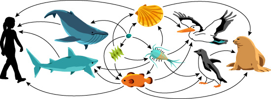 Ocean Food Web Pictures