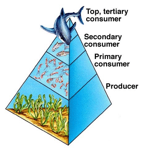 Ocean Food Web Pictures