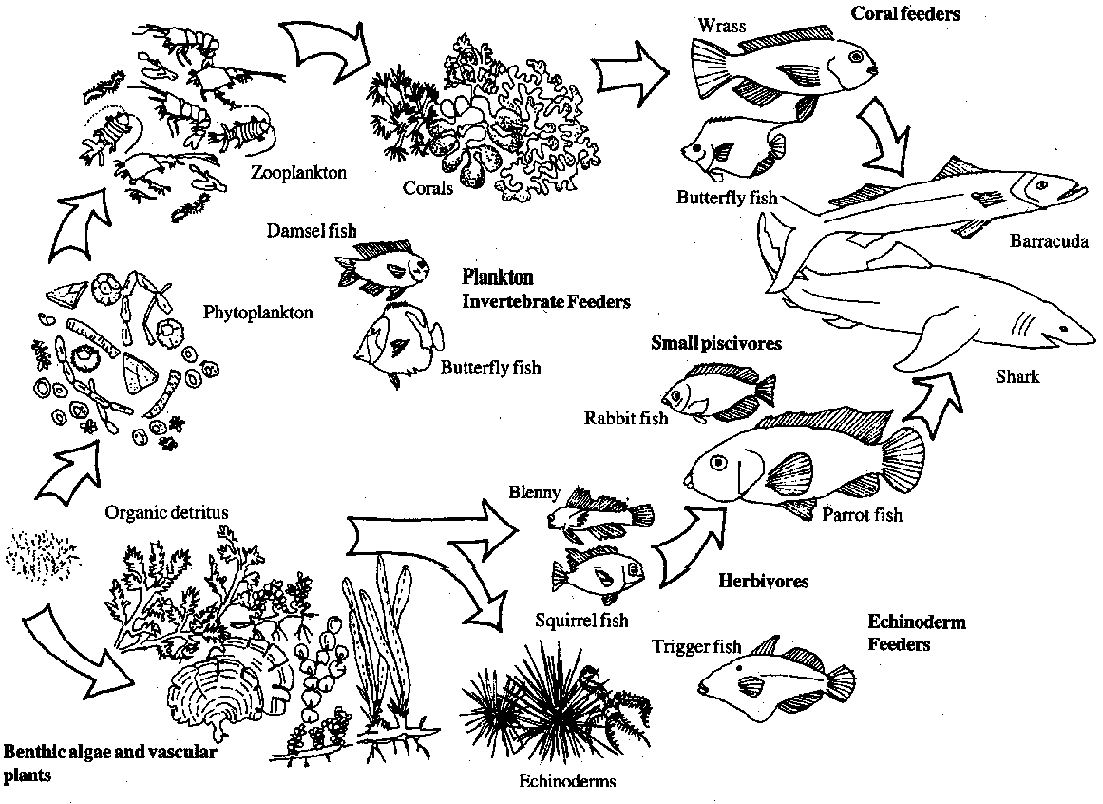 Ocean Food Web Pictures