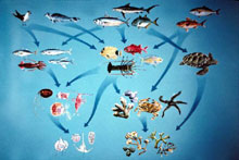 Ocean Food Web Pictures