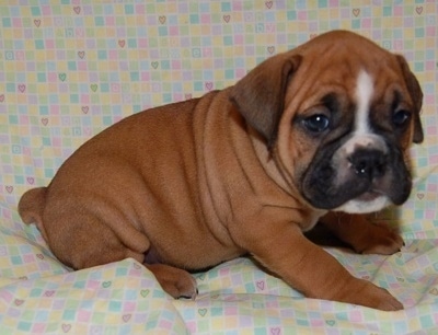 Old English Bulldog Boxer Mix For Sale