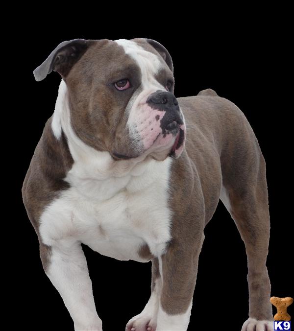 Old English Bulldog Pictures