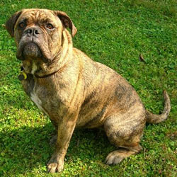 Old English Bulldog Pitbull Mix