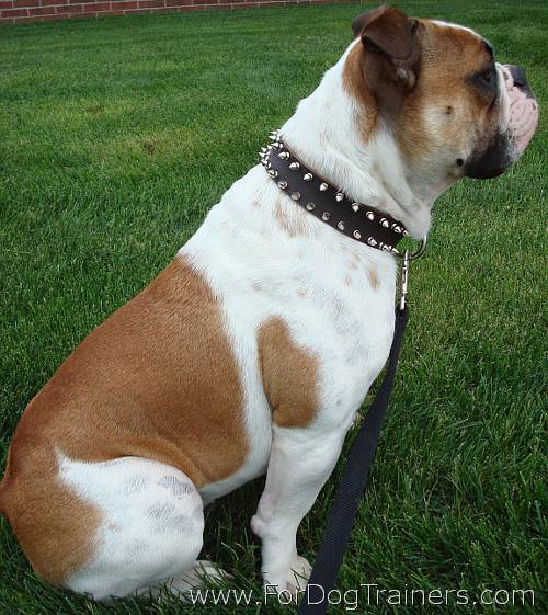 Old English Bulldog Pitbull Mix