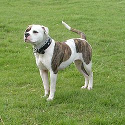 Old English Bulldog Pitbull Mix