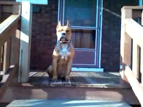 Old English Bulldog Pitbull Mix