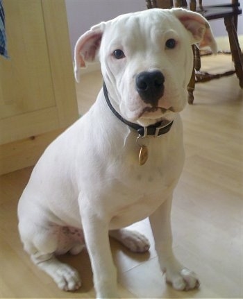 Old English Bulldog Pitbull Mix