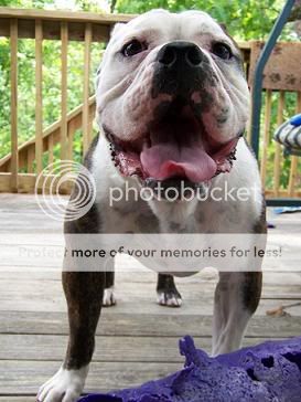 Old English Bulldog Pitbull Mix